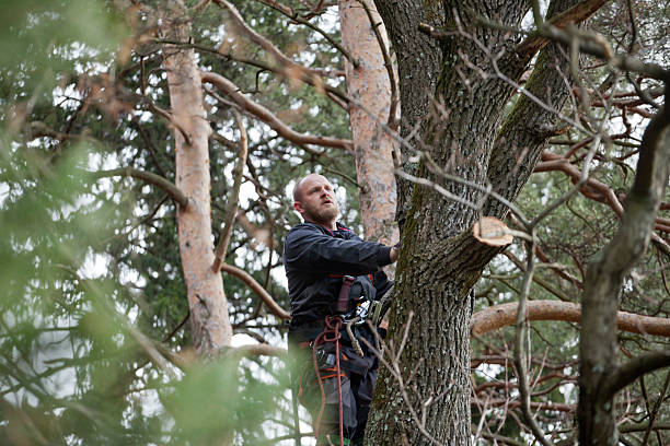 Best Storm Damage Tree Cleanup  in , WY